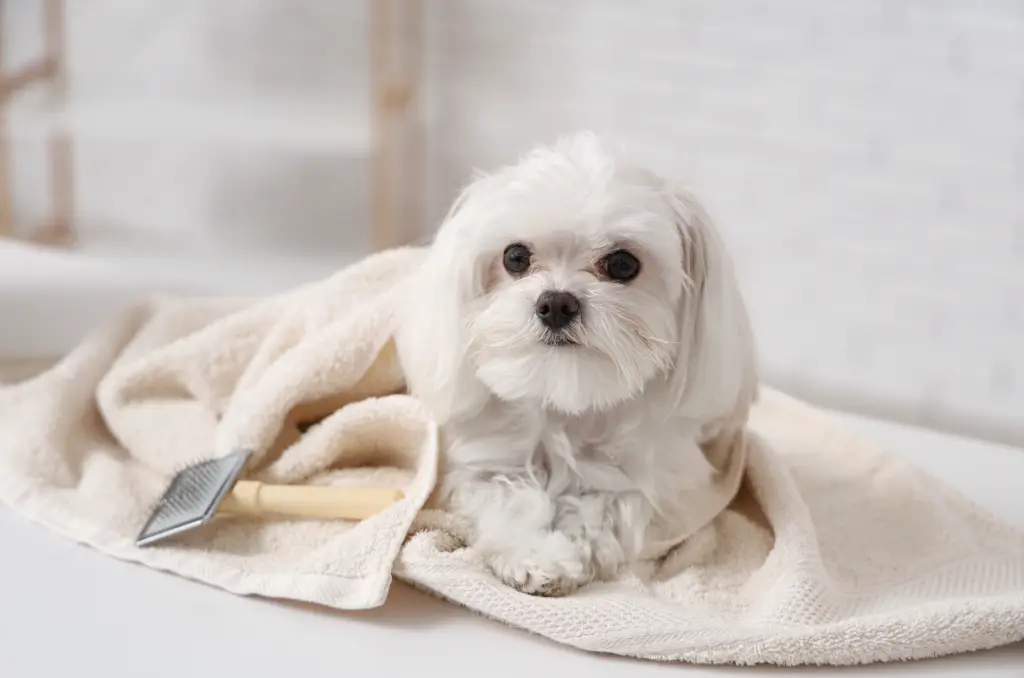 A small white dog, possibly a Maltese, lies on a soft, cream-colored towel. Next to the dog is a grooming brush with a wooden handle. The background is softly blurred, giving a cozy and calm vibe.