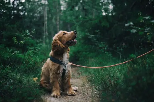 Adorable cocker spaniel puppy enjoying a walk in a lush Swedish forest.