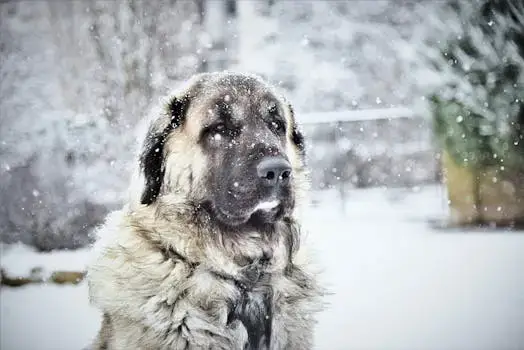 A Kangal Shepherd Dog enjoys a snowy winter day, surrounded by serene, frosty scenery.