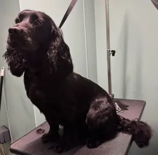 Dog Grooming